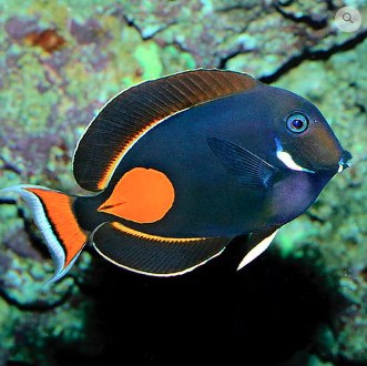 Acanthurus achilles Acanthurus achilles