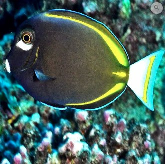 Acanthurus nigricans Acanthurus nigricans