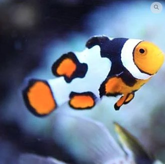 Amphiprion Ocellaris Picasso M Amphiprion Ocellaris Picasso M