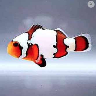 Amphiprion Ocellaris Snowflake S Amphiprion Ocellaris Snowflake S