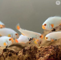 Amphiprion ocellaris platinum