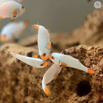 Amphiprion ocellaris platinum Amphiprion ocellaris platinum