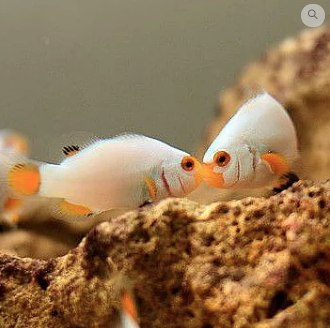 Amphiprion ocellaris platinum Amphiprion ocellaris platinum