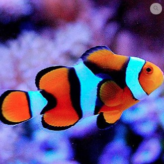 Amphiprion percula Amphiprion percula