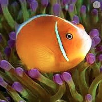 Amphiprion perideraion Amphiprion perideraion