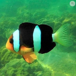Amphiprion xanthurus (Clown Fish - Clarkii) - S/M