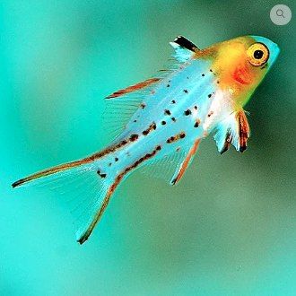 Bodianus anthioides Bodianus anthioides