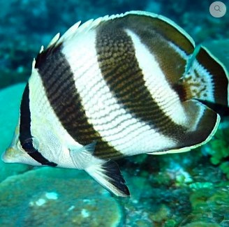 Chaetodon striatus Chaetodon striatus