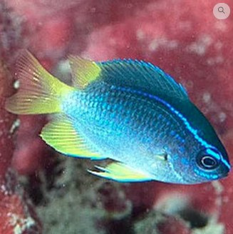 Chromis enchrysura Chromis enchrysura