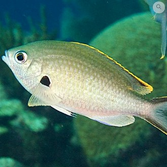 Chromis multilineata Chromis multilineata