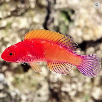 Cirrhilabrus rubrisquamis Cirrhilabrus rubrisquamis