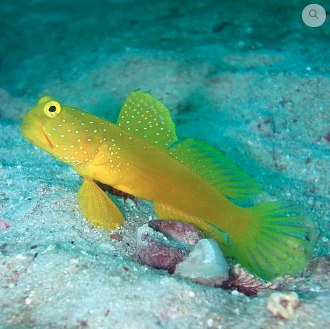 Cryptocentrus cinctus Cryptocentrus cinctus