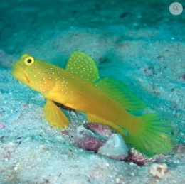 Cryptocentrus cinctus