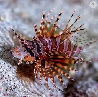 Dendrochirus brachypterus Dendrochirus brachypterus