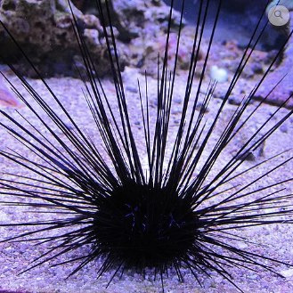 Diadema savignyi Diadema savignyi