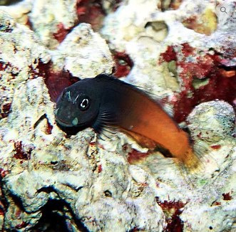 Ecsenius bicolor Ecsenius bicolor