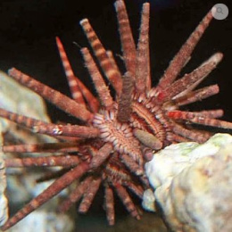 Eucidaris tribloides
