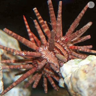 Eucidaris tribloides Eucidaris tribloides