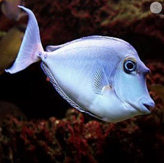 Naso unicornis Naso unicornis