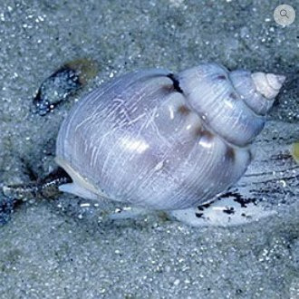 Nassarius spp.XS Nassarius spp.XS