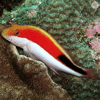 Paracirrhites forsteri Paracirrhites forsteri