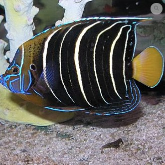 Pomacanthus chrysurus juv M Pomacanthus chrysurus juv M