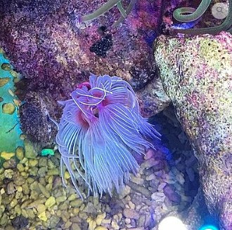 Protula sp. Protula sp.