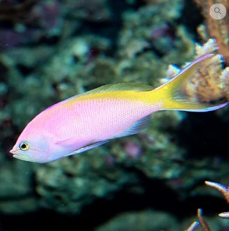 Pseudanthias bartlettorum Pseudanthias bartlettorum