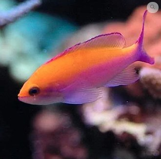 Pseudanthias bicolor Pseudanthias bicolor