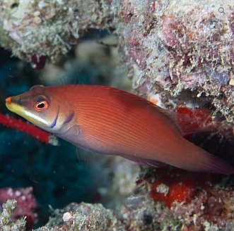 Pseudocheilinus evanidus Pseudocheilinus evanidus