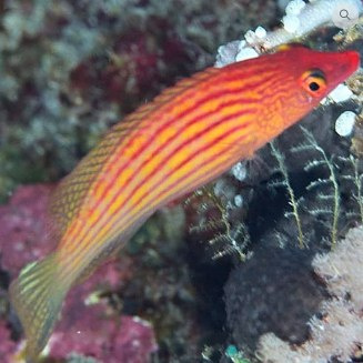 Pseudocheilinus octotaenia Pseudocheilinus octotaenia