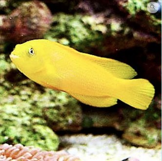Pseudochromis aureus