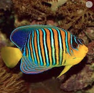 Pygoplites diacanthus Pygoplites diacanthus