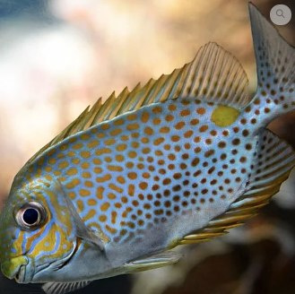 Siganus guttatus Siganus guttatus