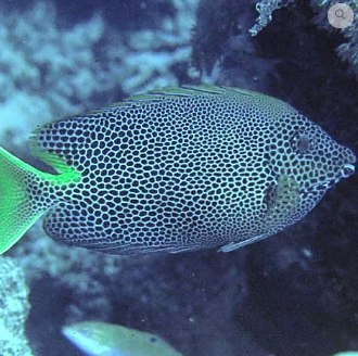 Siganus stellatus S Siganus stellatus S