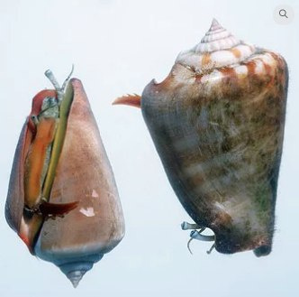 Strombus luhuanus Strombus luhuanus