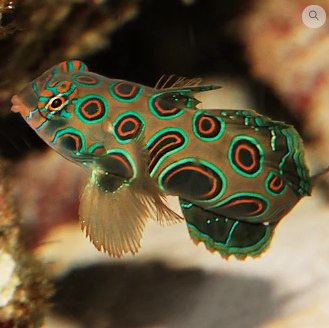 Synchiropus picturatus Synchiropus picturatus