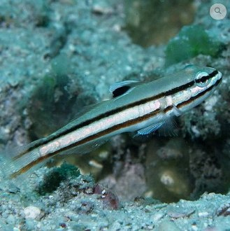 Valenciennea helsdingenii Valenciennea helsdingenii