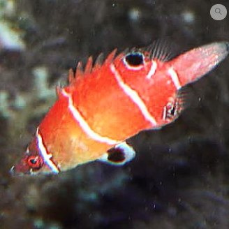 Wetmorella triocellata Wetmorella triocellata