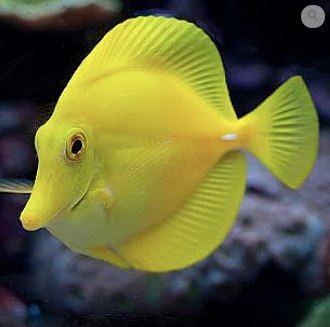Zebrasoma flavescens Zebrasoma flavescens