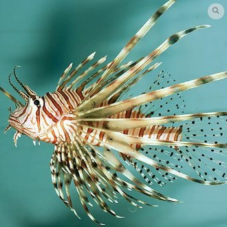 Pterois volitans black S Pterois volitans black S