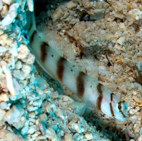 Amblyeleotris diagonalis