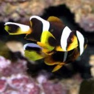 Amphiprion allardi Amphiprion allardi