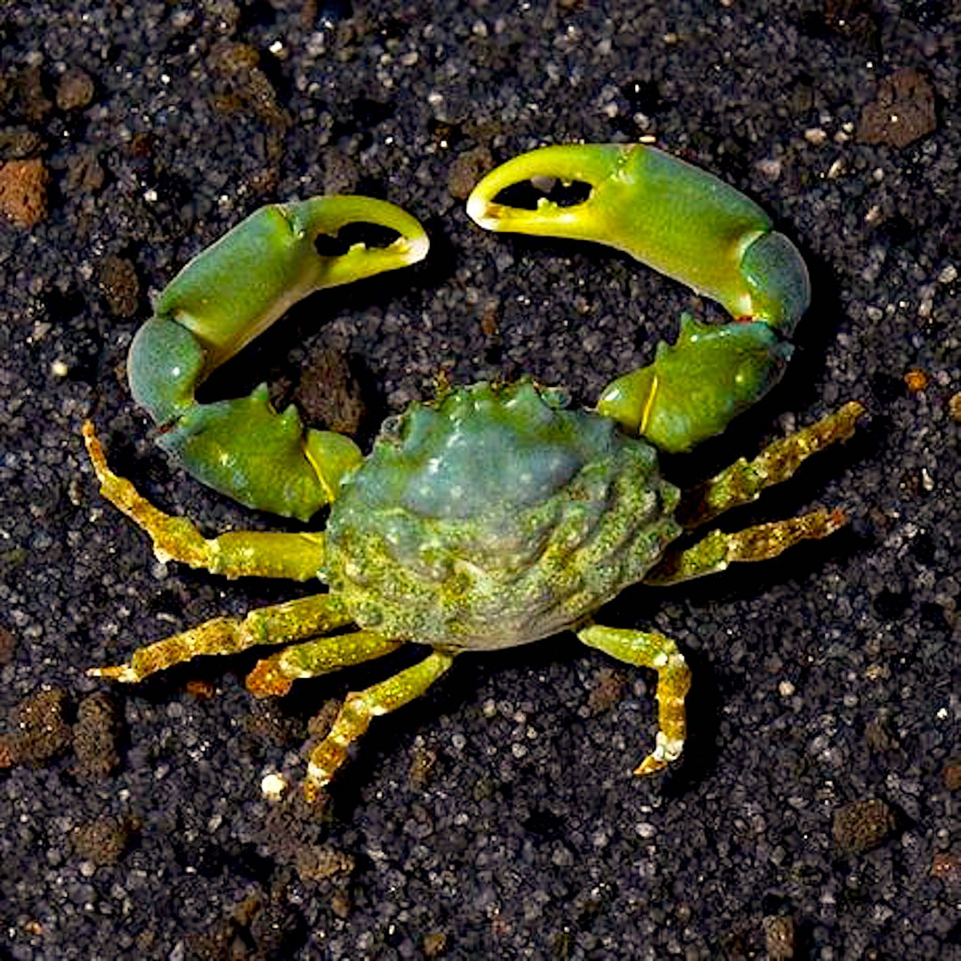 Mitrax sculptus Mitrax sculptus