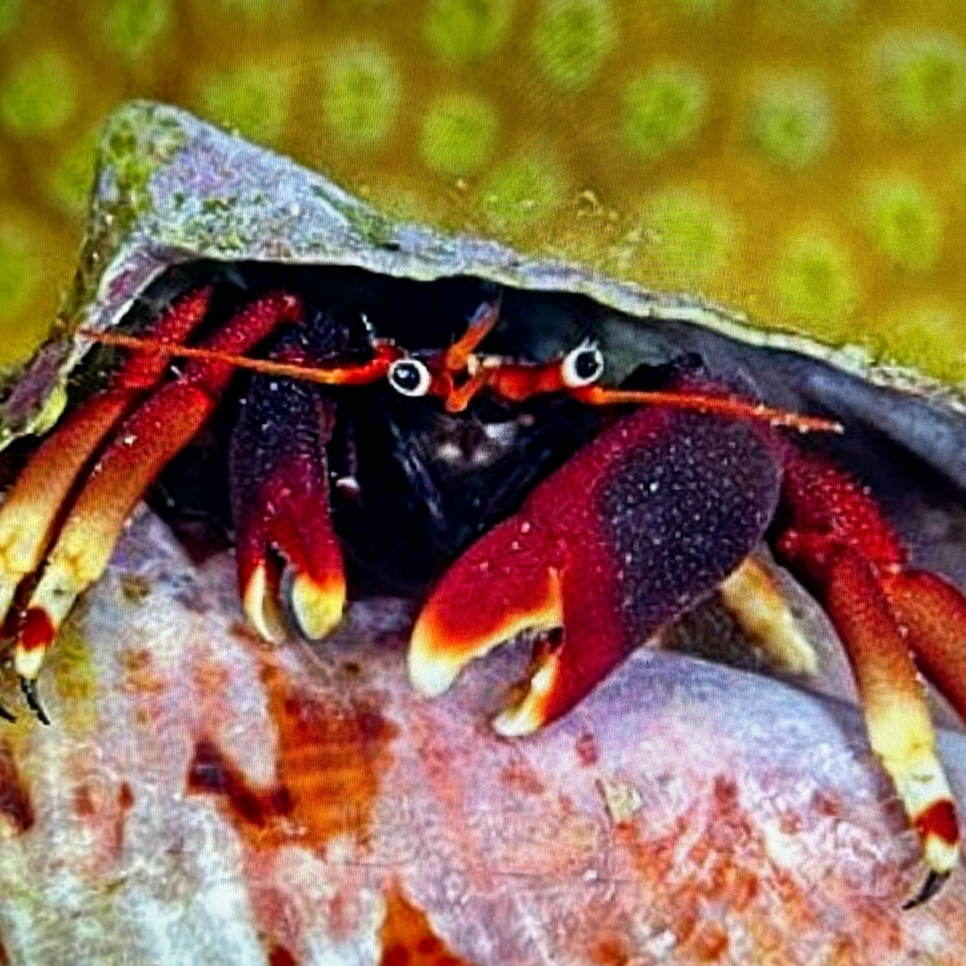 Calcinus tibicen (red leg) Calcinus tibicen (red leg)
