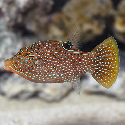 Canthigaster margeritatus