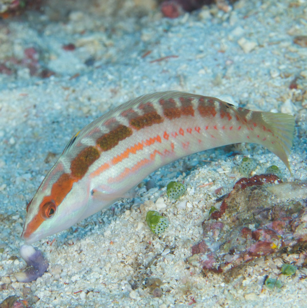 Coris caudimacula Coris caudimacula