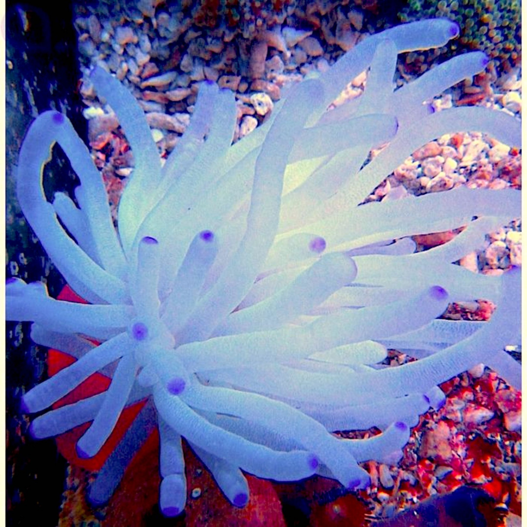 Condylactis Gigantea Condylactis Gigantea
