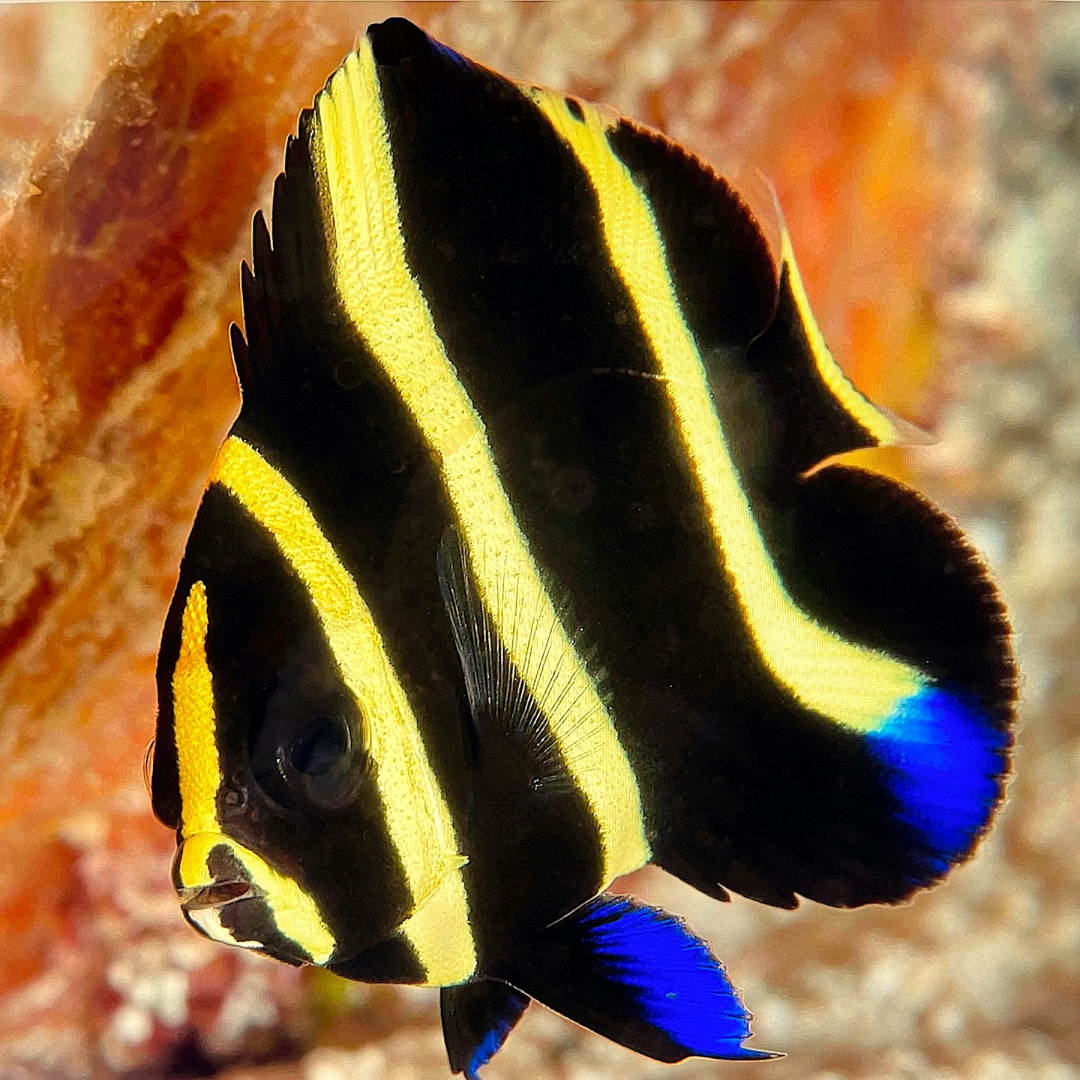 Pomacanthus arcuatus S Pomacanthus arcuatus S