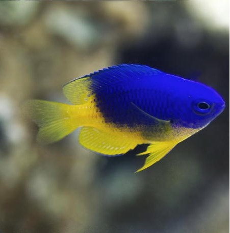 Pomacentrus caeruleus Pomacentrus caeruleus